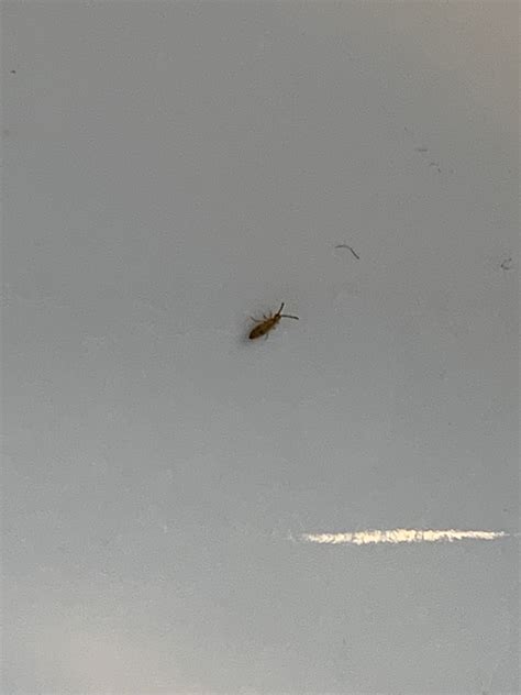 Tiny bug in my sink : r/whatsthisbug