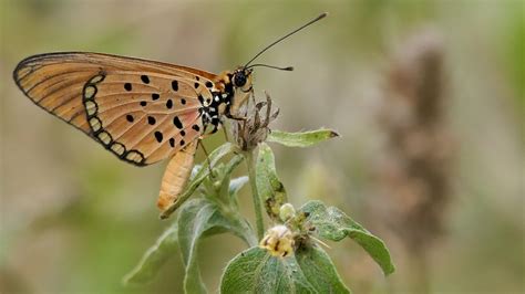 Download wallpaper 1366x768 acraea, butterfly, plant, macro tablet ...