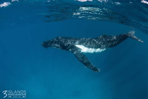 Why do Humpback Whales Migrate? | Three Islands Whale Shark Dive