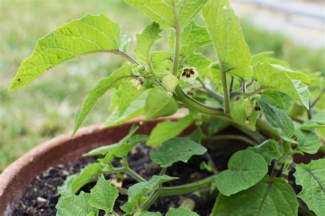 How to Grow Ground Cherries