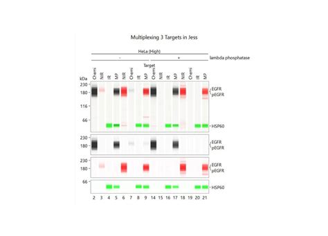 Image result for Compass Software ProteinSimple