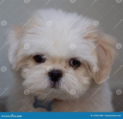 Pictures Of White Shih Tzu Puppies at Alana Walden blog