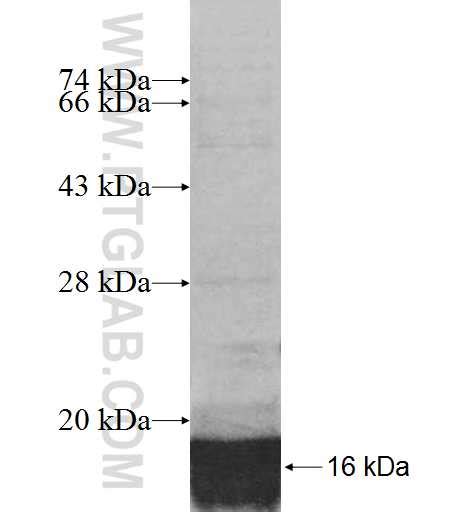 SF3B5 Fusion Protein Ag7321 | Proteintech