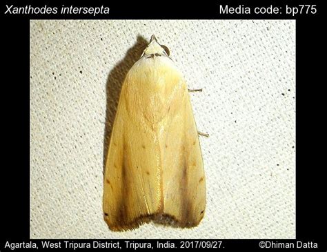 Xanthodes intersepta Guenée, 1852 - | Moths