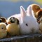 Image result for Farm Animals in the Spring