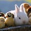 Image result for Baby Animals Wallpaper