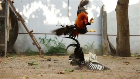 Pitmaster Sabong Tips 的图像结果