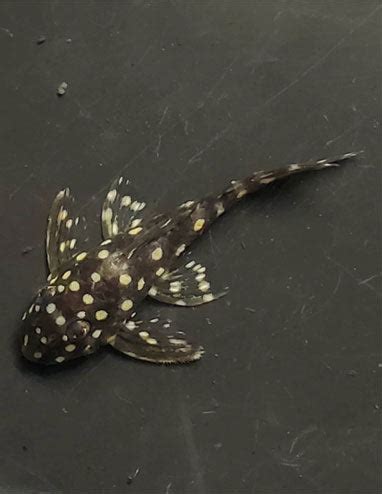 Predatory Fins Fish Store 的图像结果