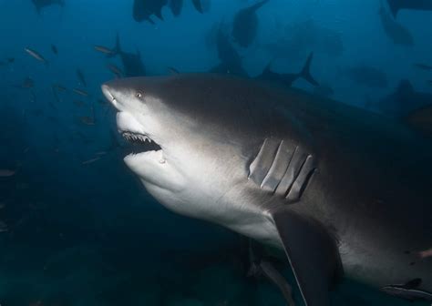 List of Shark Species and Facts