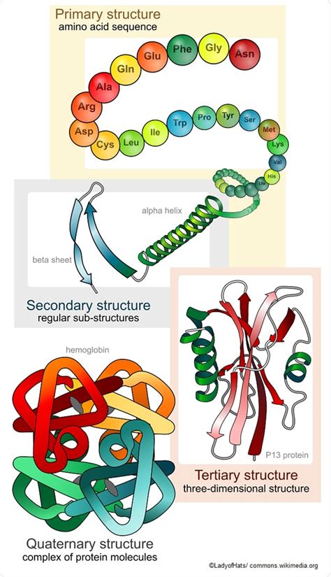 Protein Complex Structure 的图像结果