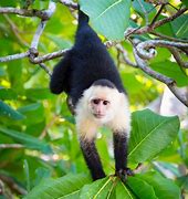 Image result for National Geographic Animals Suprised Monkeys