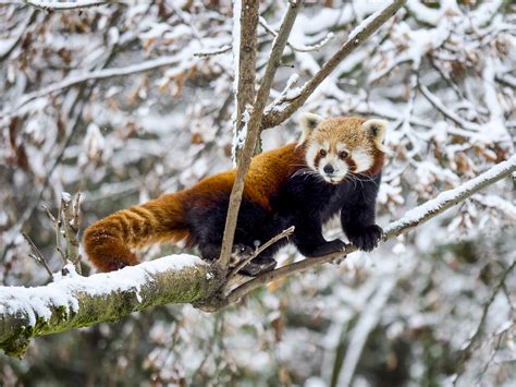 Red Panda Photography Tours - India Wildlife Photo Safaris