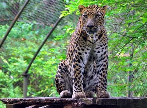 Bondla Wildlife Sanctuary, Usgao-Ganjem VP, GA