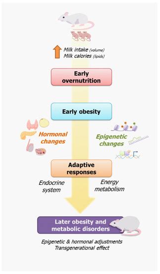 Litter Size Reduction as a Model of Overfeeding during Lactation and ...