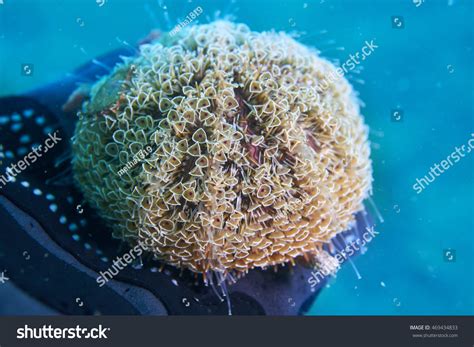 2,402 Flower Urchins Images, Stock Photos & Vectors | Shutterstock