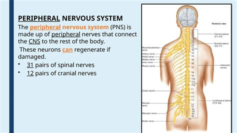 Image result for Nervous System Classification