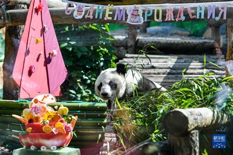 大熊猫“如意”和“丁丁”在莫斯科庆祝生日-新华网