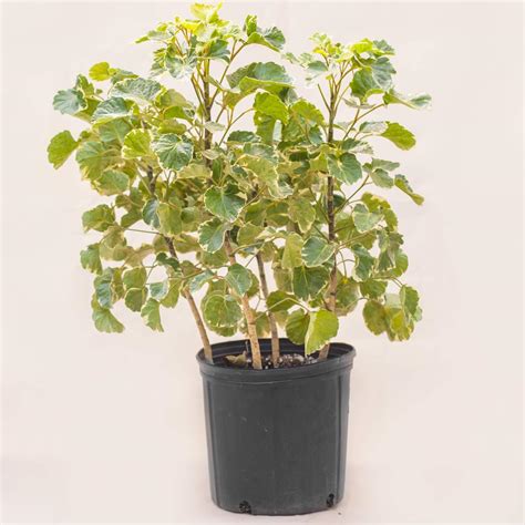 Creative Farmer Aralia Variegated Indoor Live Plant | 100% Safe ...