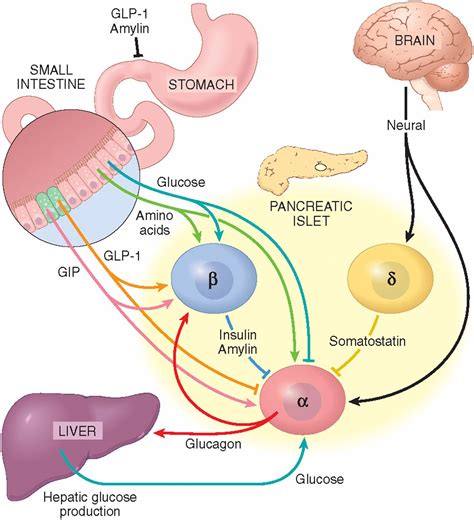 Epinephrine Pathway