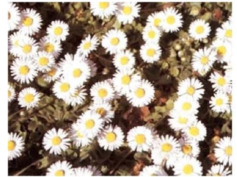 Earth System Diagram and Example 的图像结果