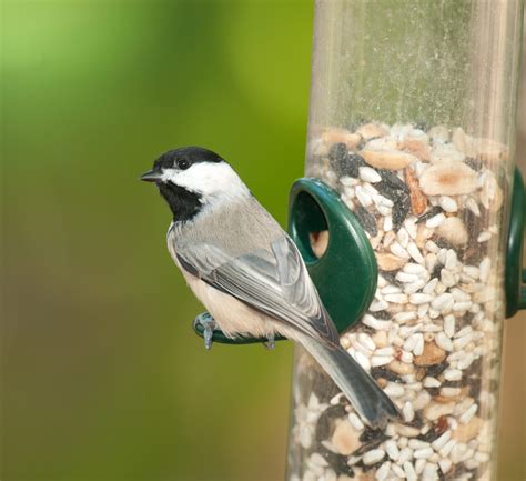 How to Attract Carolina Chickadees to Your Feeder - Sigloxxi