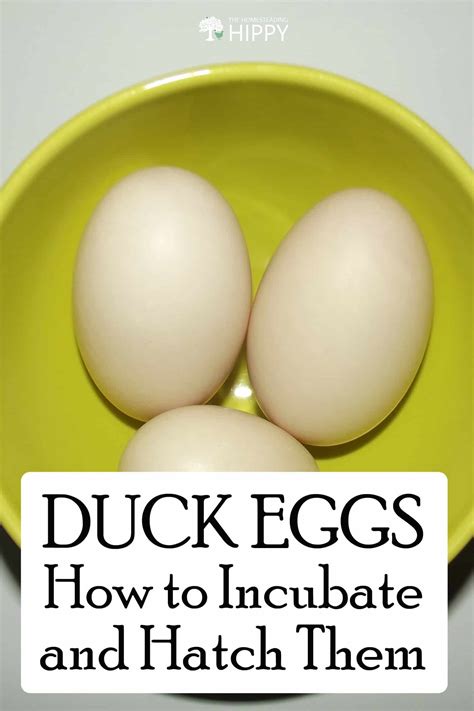 Duck Eggs: How to Incubate and Hatch Them