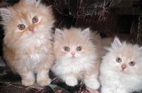 Tiere Kleinanzeigen Warstein Anzeigenmarkt Warstein