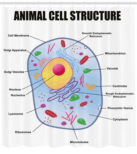 Pic Of Animal Cell With Labels at Natasha Pruitt blog