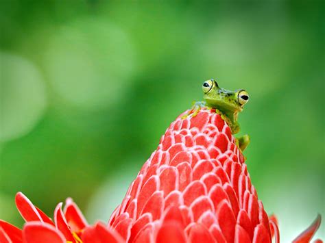 Bing Frog Wallpaper 的图像结果