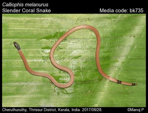 Calliophis melanurus (Shaw, 1802) - Slender Coral Snake | Reptiles