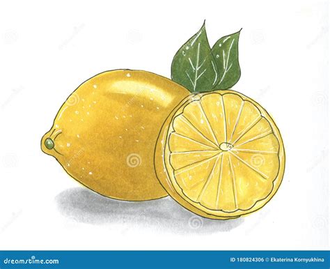 Lemon Hand Drawn Marker Illustration. Fruit Sketch. Realistic Citrus ...