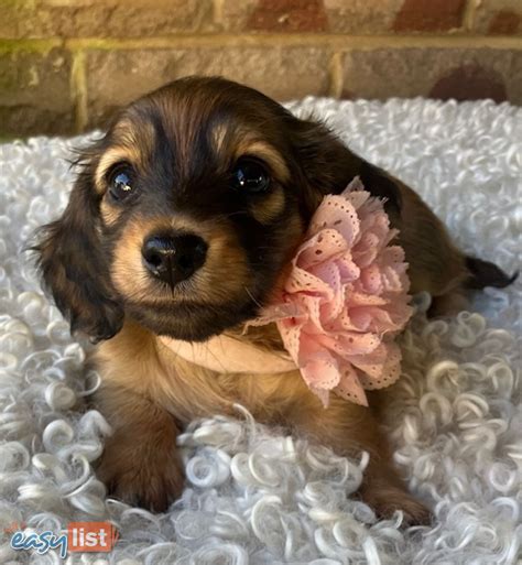 579 Puppies in Australia