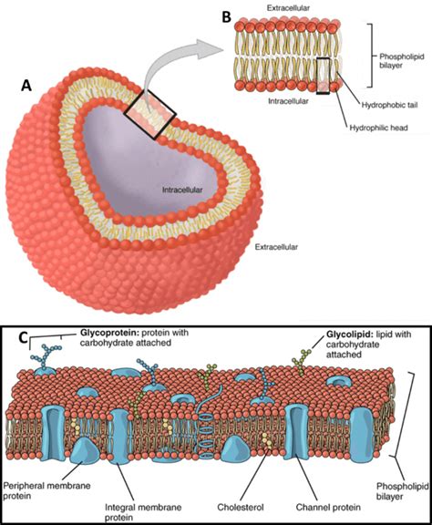 Introduction To Electrophysiology | Teledyne Vision Solutions