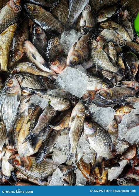 Pile of Freshly Catched Rohu Fish Labeo Rohita Fish with Ice in Indian ...