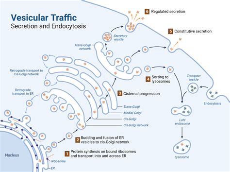 Vesicular Traffic | BioRender Science Templates