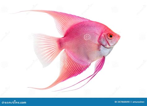 Ghost Angelfish - Freshwater Fish Royalty-Free Stock Photo ...