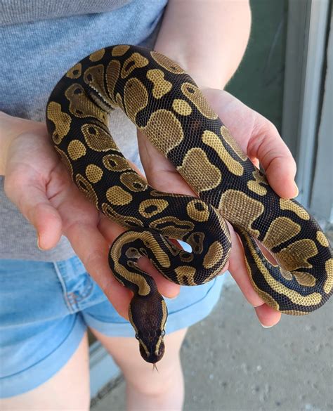 Image result for Normal Ball Python