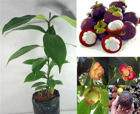 Greenery Nursery Thai Purple Mangosteen (Garcinia Mangostana) Live ...