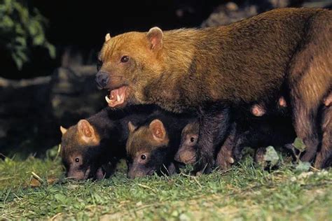 Image result for Extinct Animals Revival