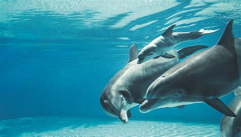 SECRET GARDEN & DOLPHIN HABITAT (2026) All You Need to Know BEFORE You ...