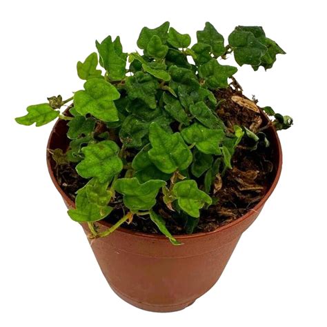 BubbleBlooms String of Frogs, Ficus pumila Quercifolia, Indoor/Outdoor Mini Pixie Plant, 4-Inch ...