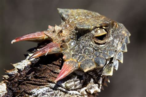 Endemic to Grand Cayman, the Grand Cayman blue iguana, Cyclura nubila lewisi, is one of the most ...