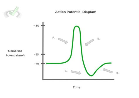 Action Potential Simple Steps 的图像结果
