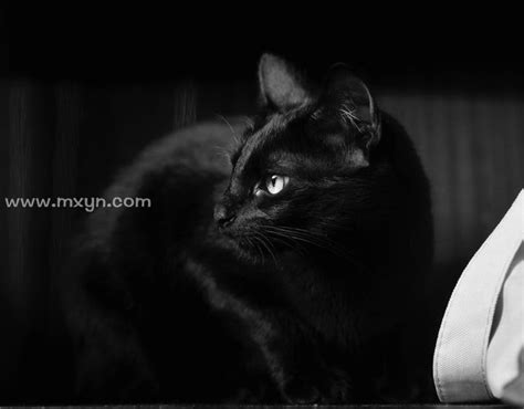 梦见黑色的猫是什么意思预兆 - 原版周公解梦大全