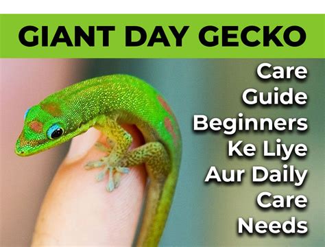 Giant Day Gecko Ki Care Complete Guide