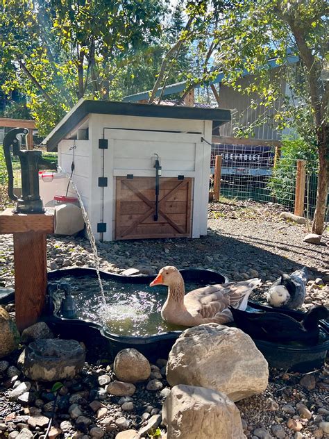 15 Best DIY Duck Enclosure Ideas: Safe and Practical Solutions for Your ...
