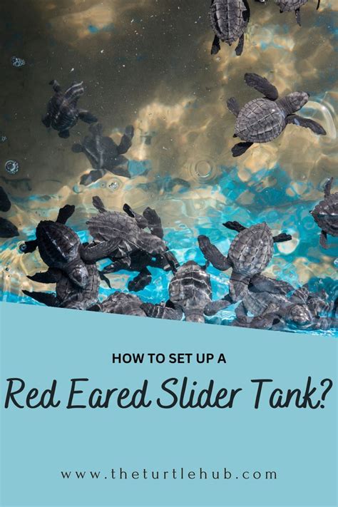 Image result for Red Ear Slider Turtle Tank Setup