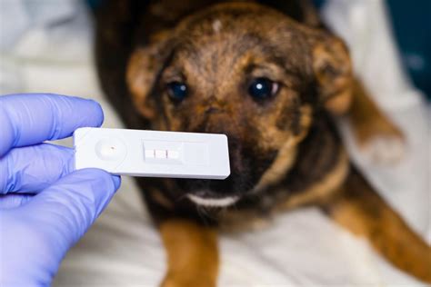Can A 2 Year Old Dog Get Parvo If Vaccinated