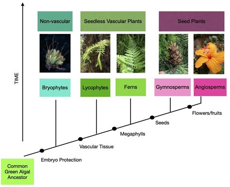 9.1: Angiosperms - Biology LibreTexts