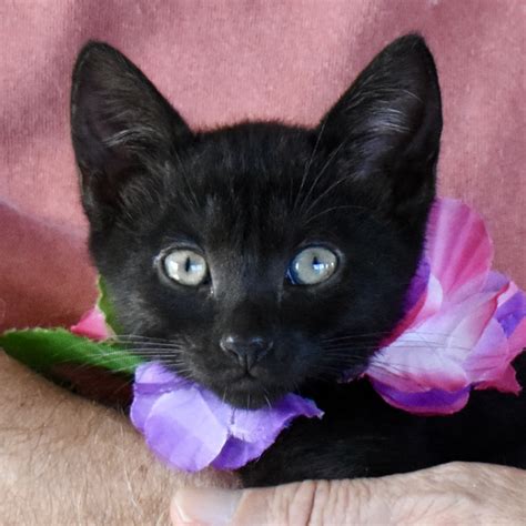 Free pet adoption all weekend long at Kauai Humane Society | KHON2